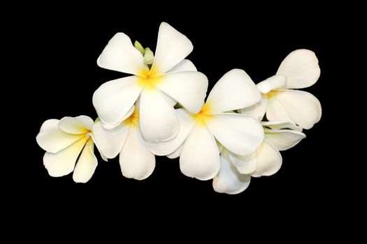 Frangipani isolated on black background