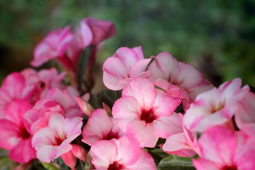 Pink azalea flowers to create a beautiful