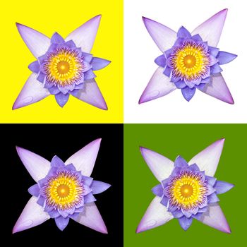 blue-flowered water lily isolated against yellow, white, black and green background