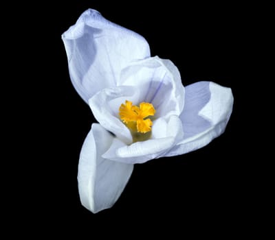 White crocus flower against black background