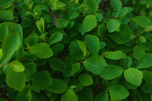 Bright green small leaves on the bush spirea in April