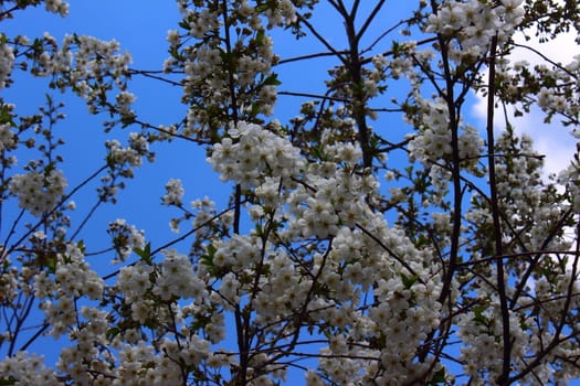 On the background of the spring sky blue set of white flowers blooming apricot