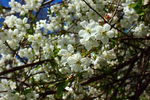 White fragrant flowers, delicate apricot on tree branch