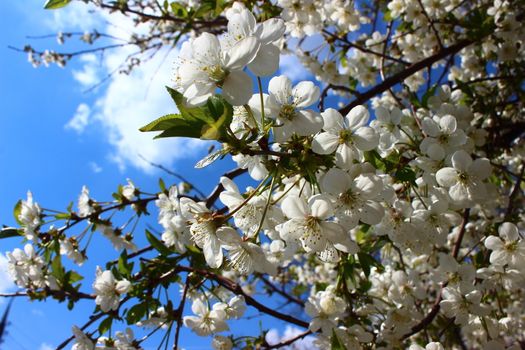 Against the blue sky flowers and branches of the apricot tree