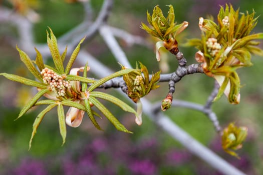 European chestnut flower buds