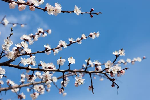 Apricot blossom branches against the blue sky.