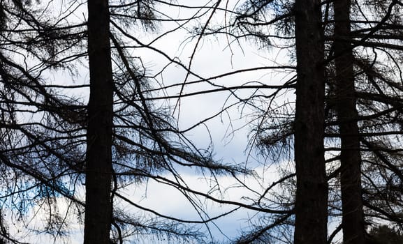 Silhouettes of three coniferous trees against cloudy sky