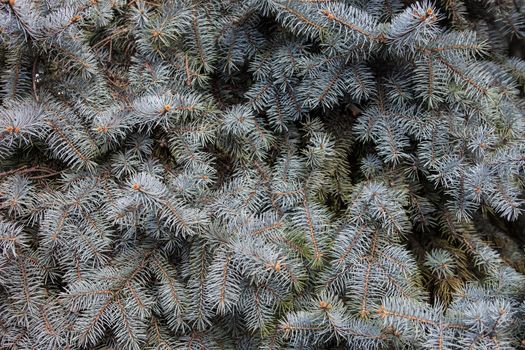 Evergreen branches of the Colorado blue spruce.