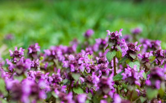 Lots of blooming dead nettles with purple flowers.