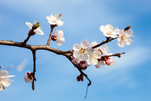 Apricot blossom branches against the blue sky with white clouds.