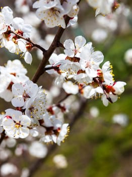 Apricot blossom branches against the green grass background