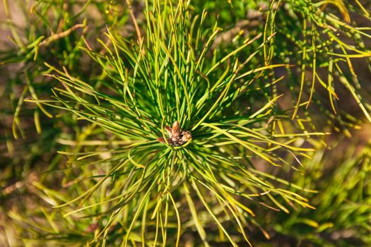 Closeup of the pine buds and needles.