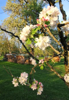 Apple blossoms in spring at sunset