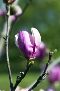 magnolia tree blossom over natural background