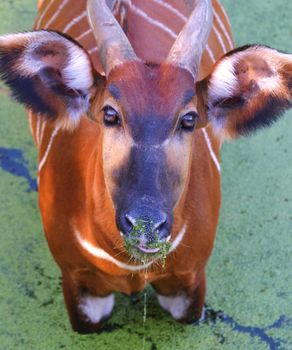 African Bongo in a swamp