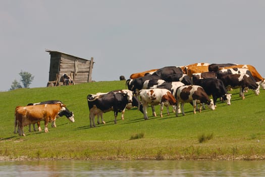 Cow grazing on a green field