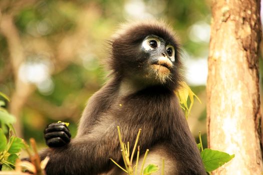 Spectacled langur sitting in a tree, Wua Talap island, Ang Thong National Marine Park, Thailand