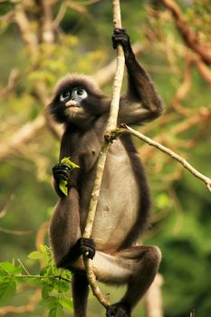 Spectacled langur sitting in a tree, Wua Talap island, Ang Thong National Marine Park, Thailand