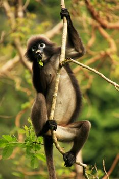 Spectacled langur sitting in a tree, Wua Talap island, Ang Thong National Marine Park, Thailand