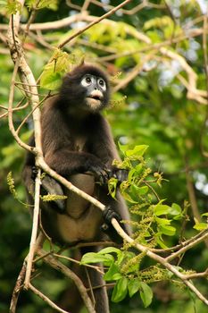 Spectacled langur sitting in a tree, Wua Talap island, Ang Thong National Marine Park, Thailand