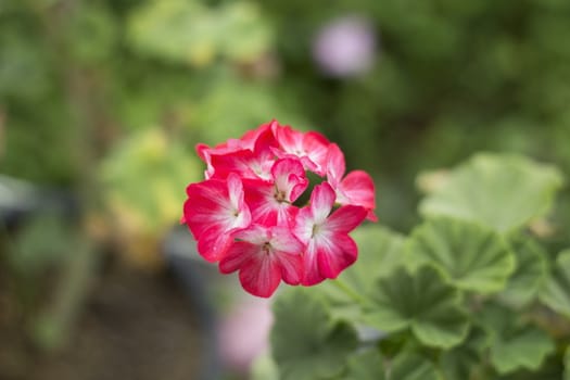 Red flowers in the spring garden