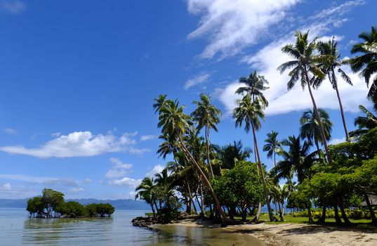 Palm trees on a beach, Vanua Levu island, Fiji, South Pacific