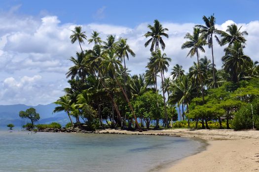 Palm trees on a beach, Vanua Levu island, Fiji, South Pacific