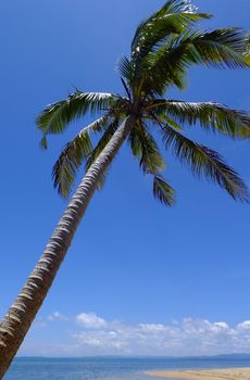 Palm tree on a beach, Vanua Levu island, Fiji, South Pacific