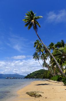 Palm trees on a beach, Vanua Levu island, Fiji, South Pacific