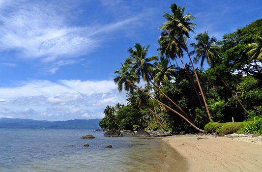 Palm trees on a beach, Vanua Levu island, Fiji, South Pacific