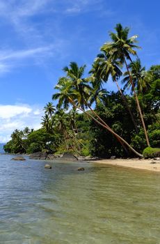 Palm trees on a beach, Vanua Levu island, Fiji, South Pacific