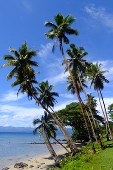 Palm trees on a beach, Vanua Levu island, Fiji, South Pacific