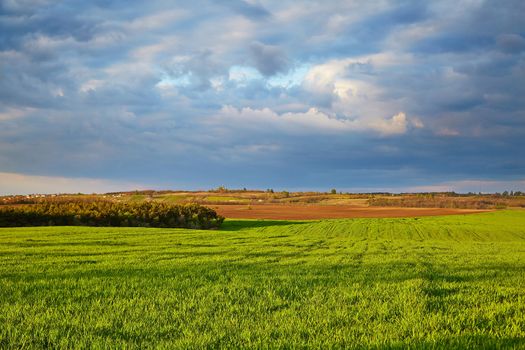 Agricultural field in late sunlight