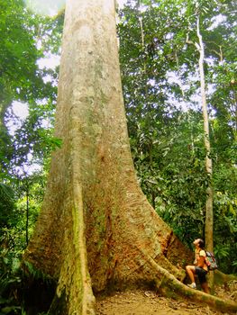 Tourist standing near giant tree, Taman Negara National Park, Malaysia