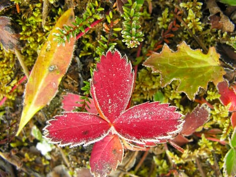 Frosted strawberry leaves, Yoho National Park, British Columbia, Canada