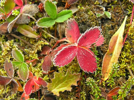 Frosted strawberry leaves, Yoho National Park, British Columbia, Canada