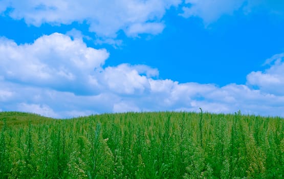 The Weedy Grass Field under Cloudy Blue Sky.