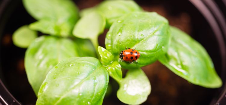 A Ladybug Scores the plant surface for food