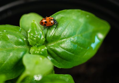 A Ladybug Scores the plant surface for food