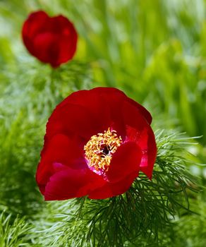Close up on red paeonia tenuifolia flower and green leaves