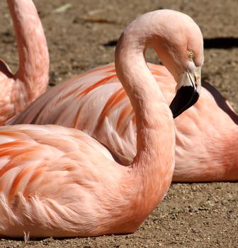 Portrait of chilean flamingo (phoenicopterus chilensis) lying on the ground next to others