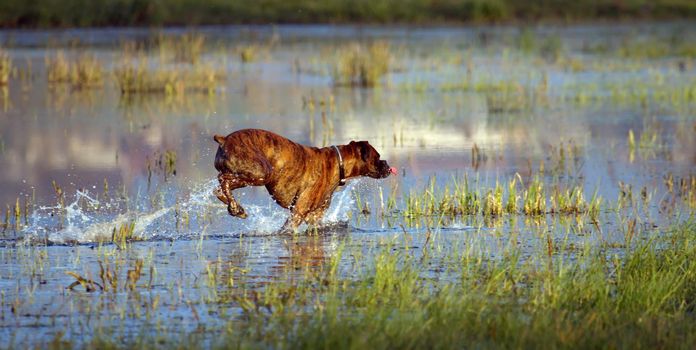 One boxer dog playing in the water and looking aside