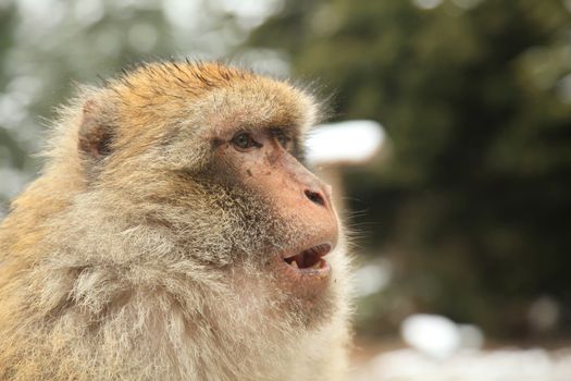 Barbary Ape or Macaque in Morocco