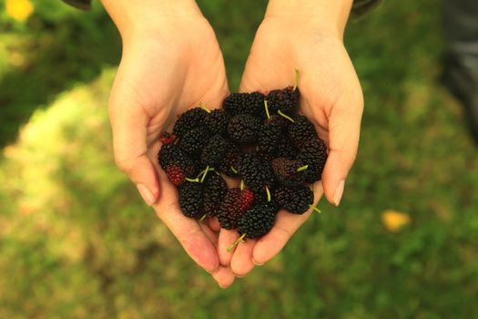Handful of Mulberry Berries Fresh and Sweet