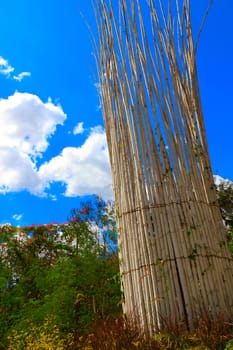 Bamboo trees grow up to blue sky and cross each other.