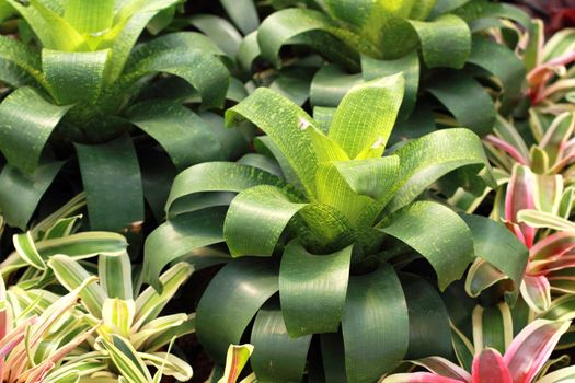 Bromeliads is a plant with beautiful leaves