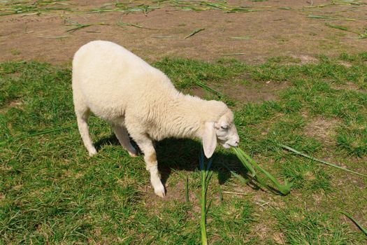 Sheep eating grass outdoors.