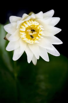 The White Lotus Blossom with Yellow Pollen