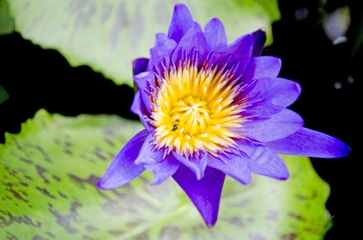 The Blue Petal of Lotus with Yellow Pollen