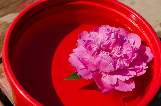 small pink peony flower immersed in red clay bowl